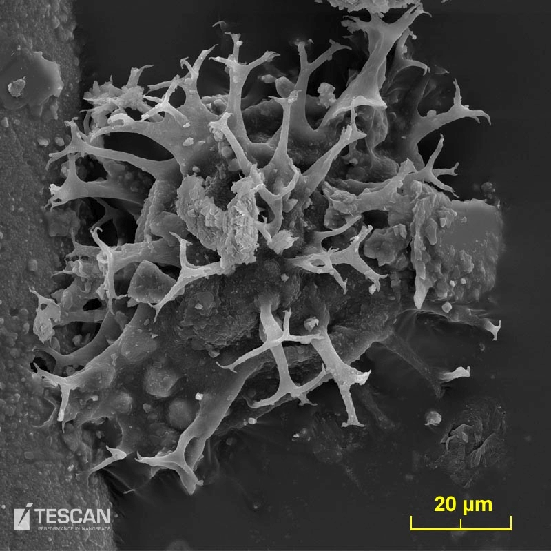 古生物学